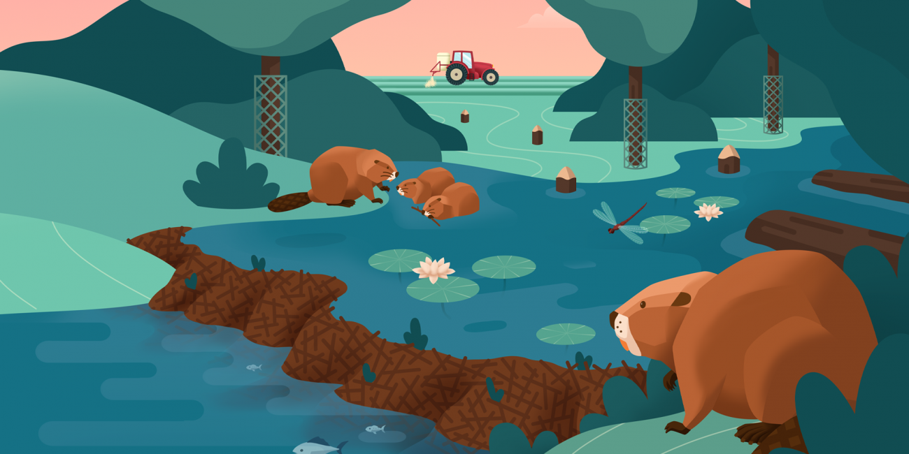 Lebensraum Biber Sachillustration