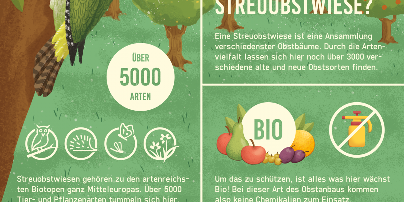 infografik-illustration-streuobstwiese
