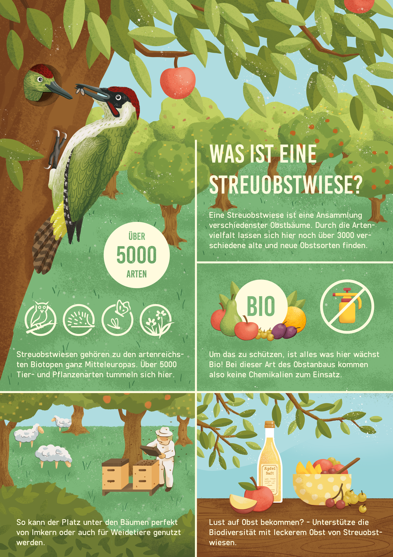 infografik-illustration-streuobstwiese